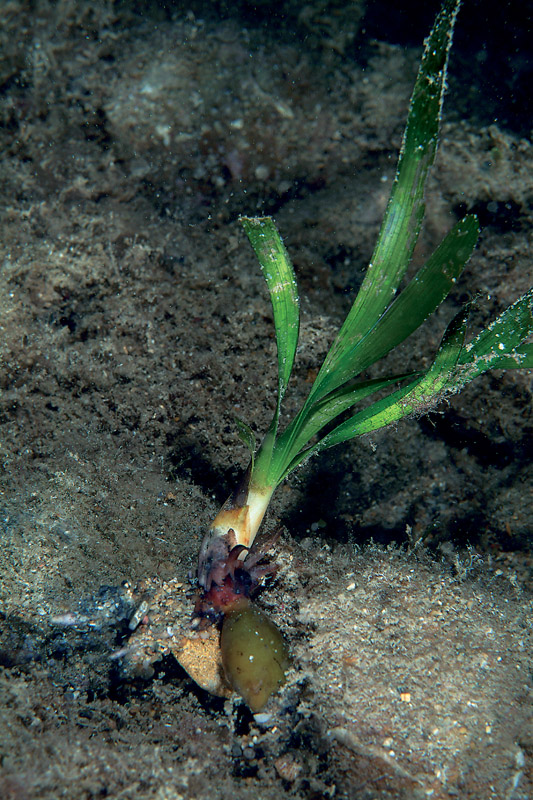 Rizomi di Posidonia oceanica